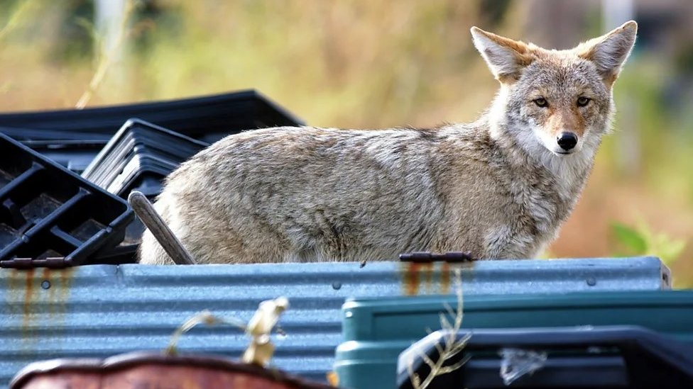 Kojoti su pripadnici porodice pasa/Getty Images