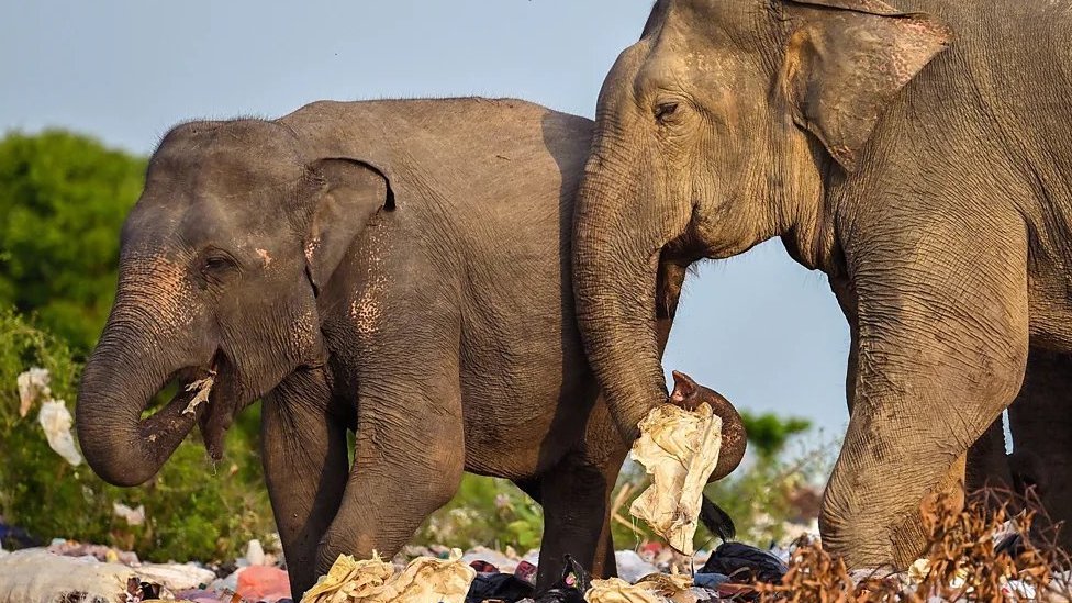 U Africi, slonovi su ponekad prisiljeni da poseuju ljudske zajednice da bi stigli sa jednog divljeg stanita na drugo/Getty Images